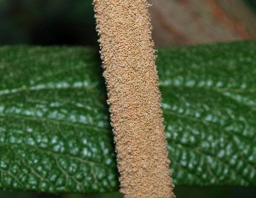 <i>Viburnum rhytidophyllum</i> Hemsl.