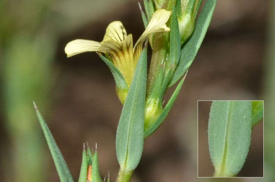 <i>Linum corymbulosum</i> Rchb.