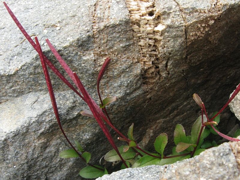 <i>Epilobium anagallidifolium</i> Lam.