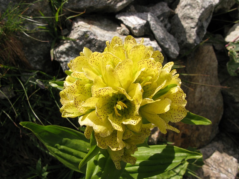 <i>Gentiana burseri</i> Lapeyr. subsp. <i>villarsii</i> (Griseb.) Rouy