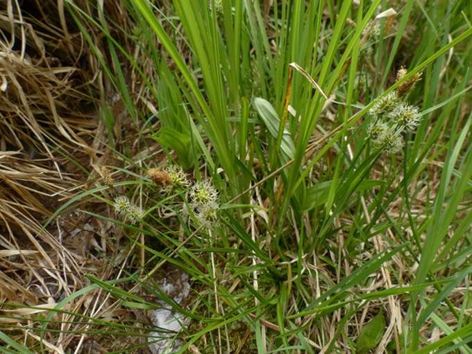 Carex oederi