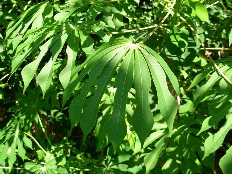 <i>Manihot esculenta</i> Crantz subsp. <i>esculenta</i>