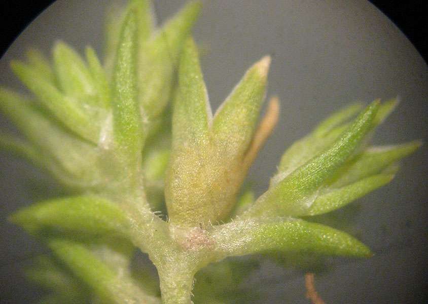 <i>Scleranthus polycarpos</i> L.