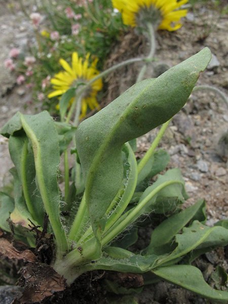 <i>Hieracium armerioides</i> Arv.-Touv. subsp. <i>armerioides</i>