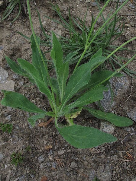 <i>Hieracium armerioides</i> Arv.-Touv. subsp. <i>hololeptomorphum</i> (Zahn) Zahn