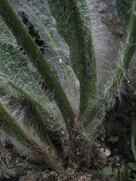 <i>Hieracium armerioides</i> Arv.-Touv. subsp. <i>nigritellum</i> (Arv.-Touv.) Zahn