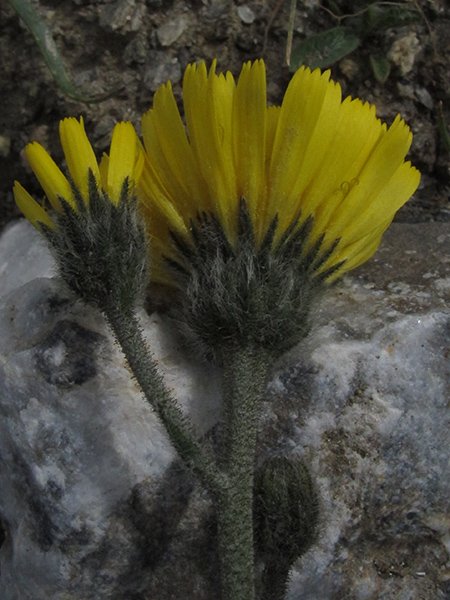 <i>Hieracium armerioides</i> Arv.-Touv. subsp. <i>nigritellum</i> (Arv.-Touv.) Zahn