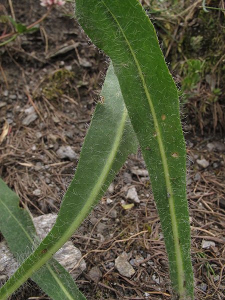 <i>Hieracium armerioides</i> Arv.-Touv. subsp. <i>ustulatum</i> (Arv.-Touv.) Zahn