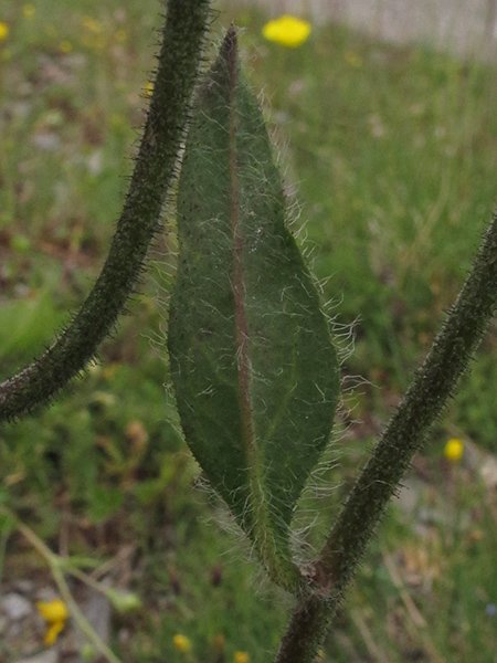 <i>Hieracium armerioides</i> Arv.-Touv. subsp. <i>ustulatum</i> (Arv.-Touv.) Zahn