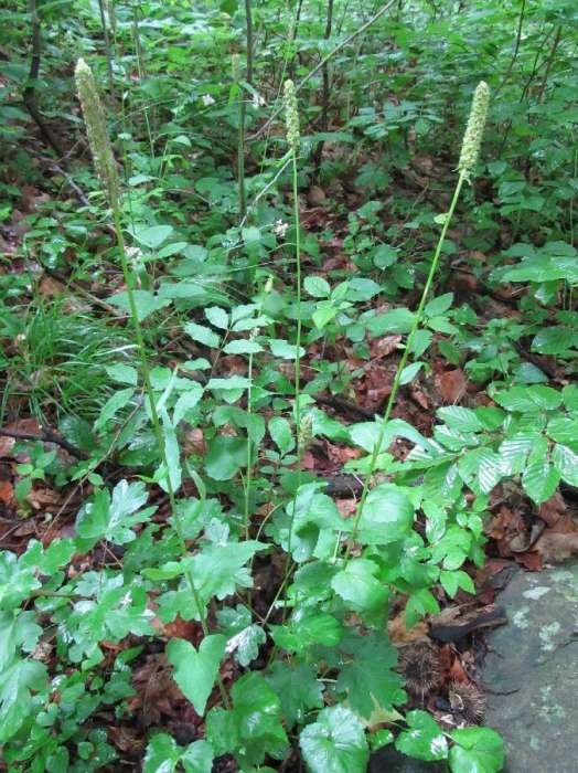 <i>Phyteuma ovatum</i> Honck. subsp. <i>ovatum</i>