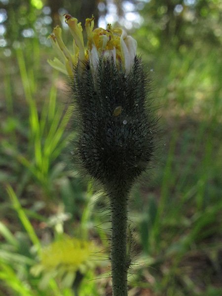 <i>Pilosella pseudopilosella</i> (Ten.) Soják subsp. <i>nigrocomosa</i> (Zahn) Gottschl.