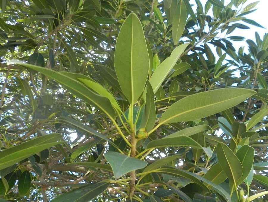 <i>Ficus watkinsiana</i> F.M.Bailey