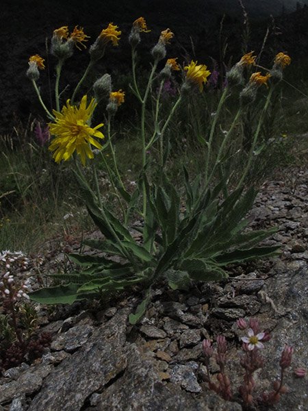 Hieracium chondrillifolium