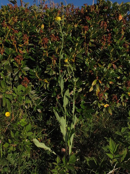 <i>Hieracium cydoniifolium</i> Vill. subsp. <i>isatidiforme</i> Zahn
