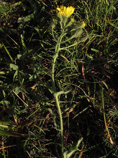 <i>Hieracium cydoniifolium</i> Vill. subsp. <i>isatidiforme</i> Zahn
