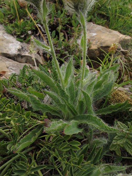 <i>Hieracium dasytrichum</i> Arv.-Touv. subsp. <i>subpiliferum</i> (Arv.-Touv.) Zahn
