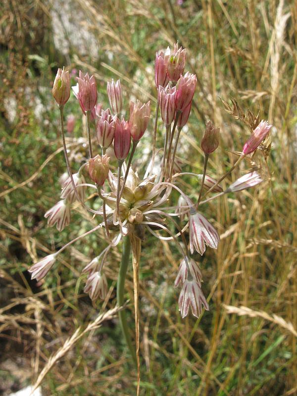 <i>Allium oleraceum</i> L. subsp. <i>oleraceum</i>
