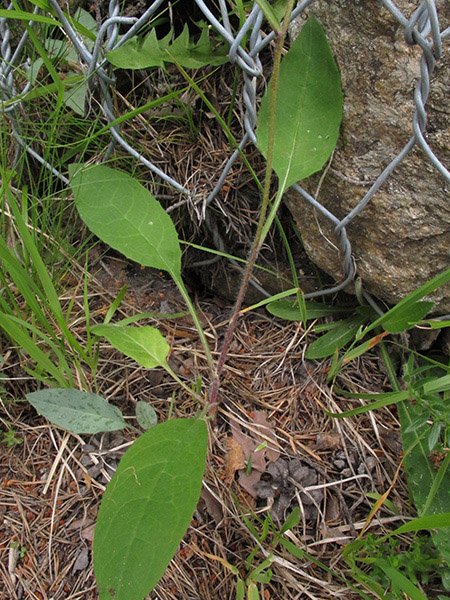 <i>Hieracium diaphanoides</i> Lindeb. subsp. <i>pseudumbrosum</i> Zahn