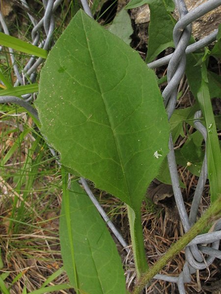 <i>Hieracium diaphanoides</i> Lindeb. subsp. <i>pseudumbrosum</i> Zahn