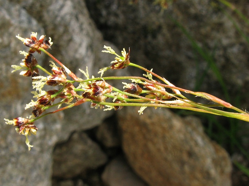 <i>Luzula alpinopilosa</i> (Chaix) Breistr. subsp. <i>alpinopilosa</i>