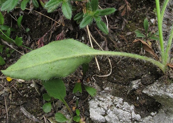 <i>Hieracium melanops</i> Arv.-Touv. subsp. <i>melanops</i>