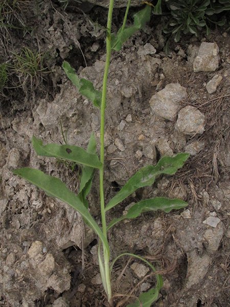 <i>Hieracium plantagineum</i> (Arv.-Touv.) Arv.-Touv. subsp. <i>gapense</i> Zahn