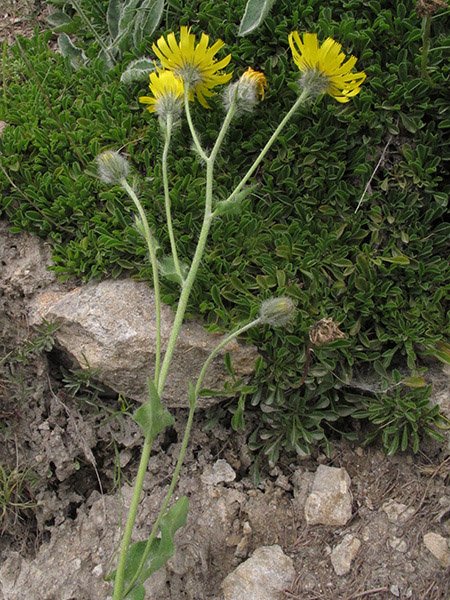 <i>Hieracium plantagineum</i> (Arv.-Touv.) Arv.-Touv. subsp. <i>gapense</i> Zahn