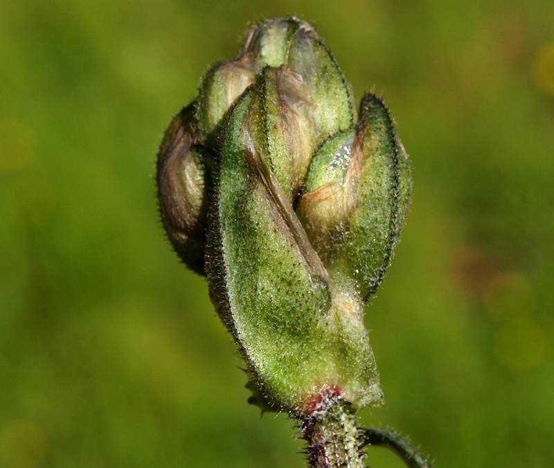 Crepis-vesicaria5.jpg