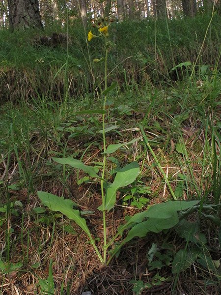 <i>Hieracium ramosissimum</i> Schleich. ex Hegetschw. subsp. <i>lactucifolium</i> (Arv.-Touv.) Rouy