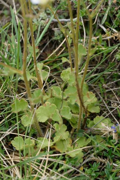 <i>Saxifraga granulata</i> L. subsp. <i>granulata</i>