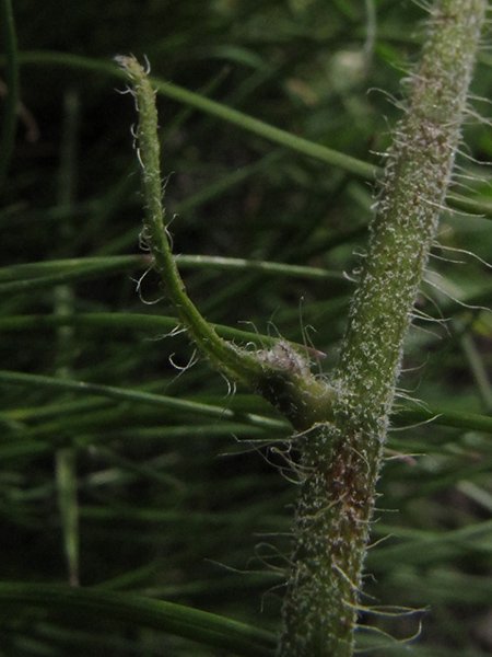 <i>Hieracium schmidtii</i> Tausch subsp. <i>ceratophylloides</i> (Zahn) Gottschl.