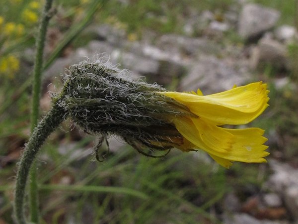 <i>Hieracium schmidtii</i> Tausch subsp. <i>crinitisquamum</i> Gottschl.