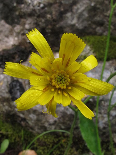 <i>Hieracium schmidtii</i> Tausch subsp. <i>crinitisquamum</i> Gottschl.