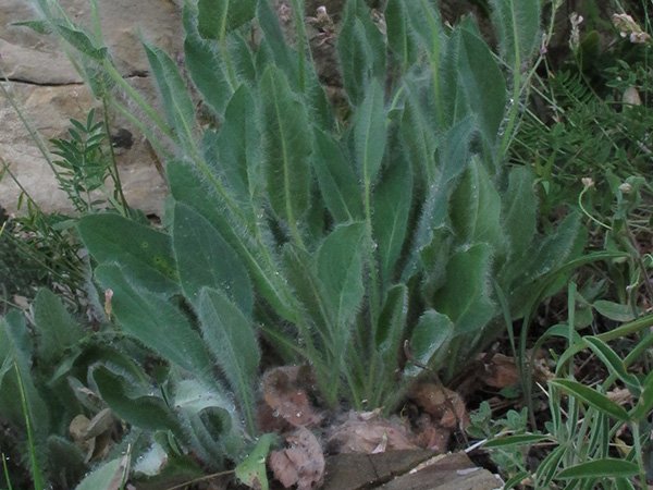 <i>Hieracium valdepilosum</i> Vill. subsp. <i>subsinuatum</i> (Nägeli & Peter) Zahn