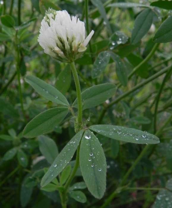 <i>Trifolium alexandrinum</i> L.