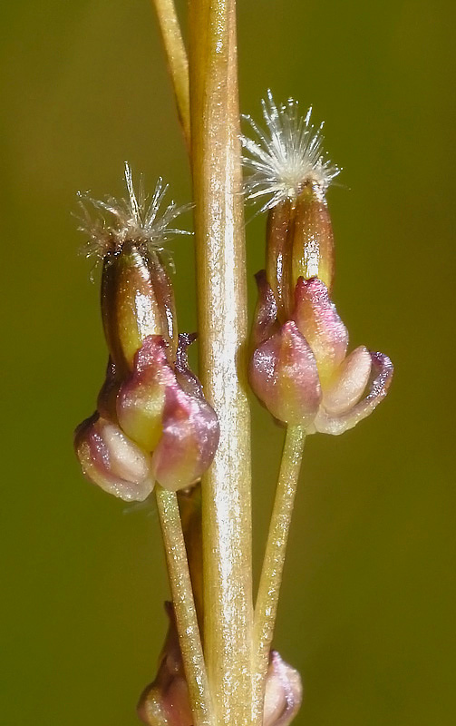 <i>Triglochin palustris</i> L.