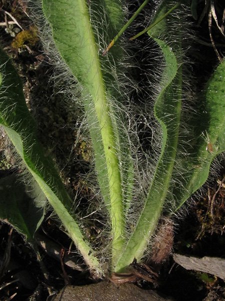 <i>Hieracium villosum</i> Jacq. subsp. <i>glaucifrons</i> Nägeli & Peter