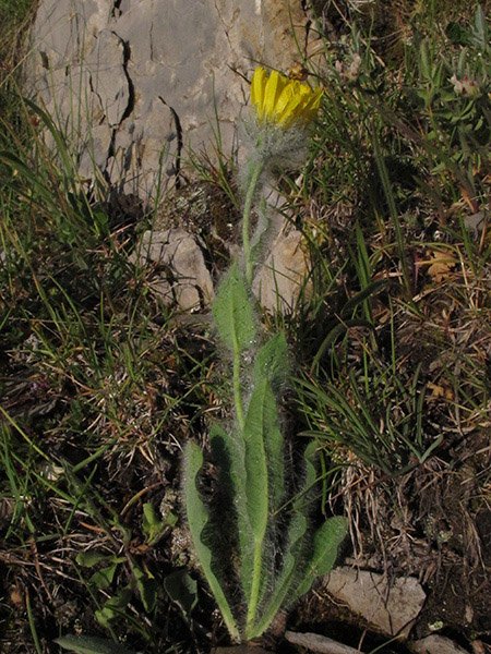 <i>Hieracium villosum</i> Jacq. subsp. <i>glaucifrons</i> Nägeli & Peter
