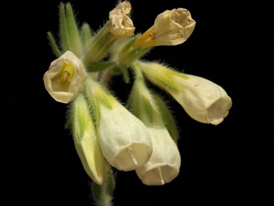 <i>Onosma echioides</i> (L.) L.