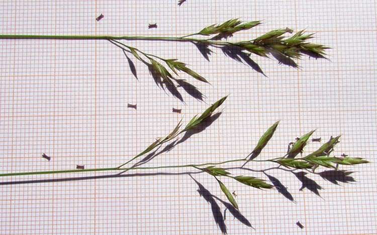 Festuca trichophylla