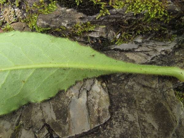 <i>Hieracium viscosum</i> Arv.-Touv. subsp. <i>viscosum</i>