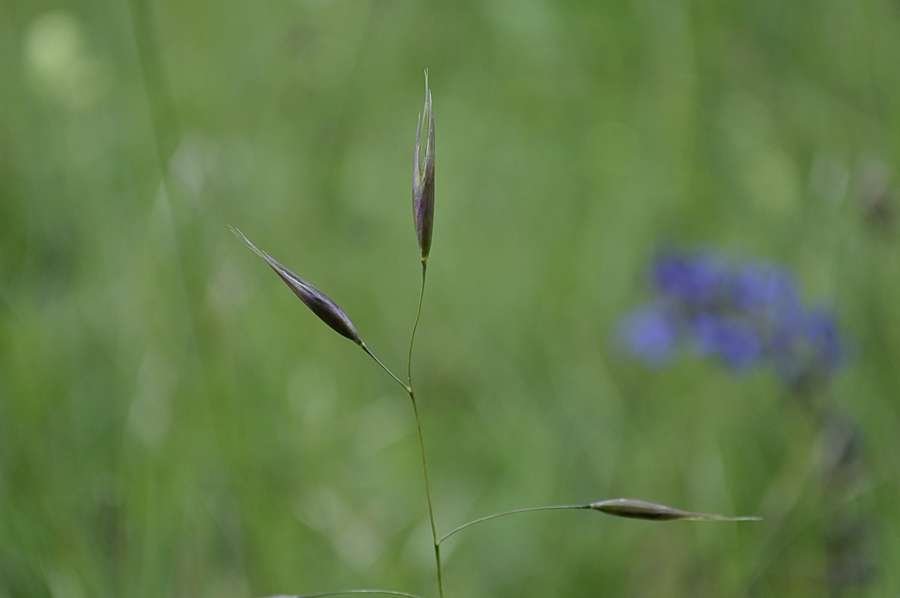 <i>Danthonia alpina</i> Vest