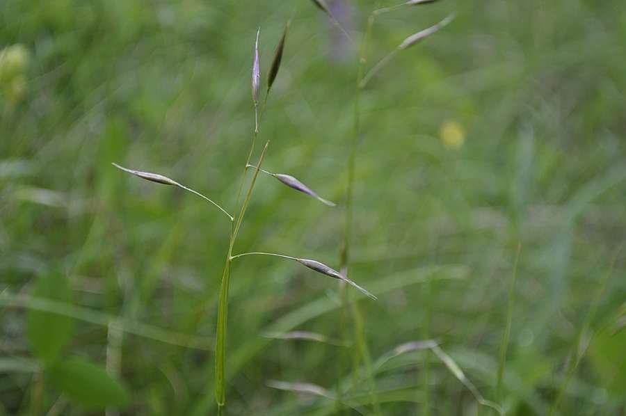 <i>Danthonia alpina</i> Vest