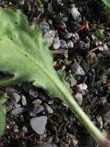 <i>Hieracium pedemontanum</i> Burnat & Gremli