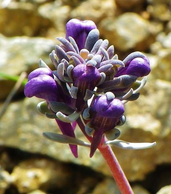 <i>Linaria alpina</i> (L.) Mill.