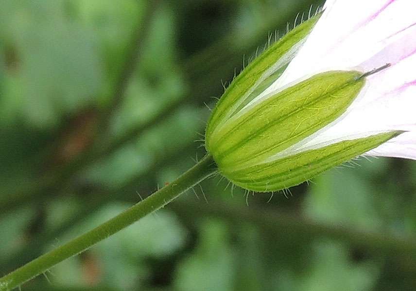 <i>Geranium versicolor</i> L.
