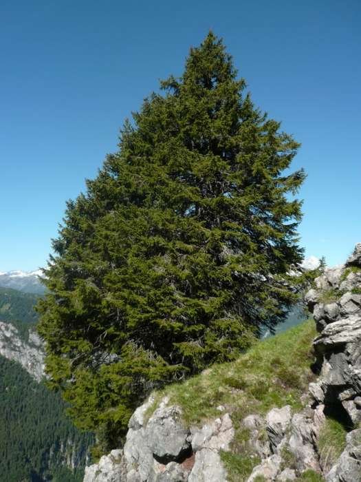 <i>Picea abies</i> (L.) H.Karst.