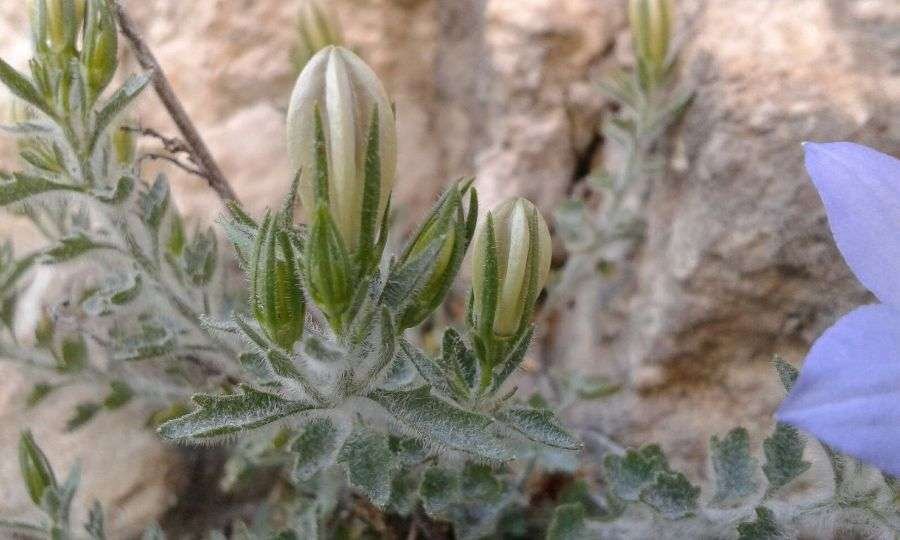 <i>Campanula fragilis</i> Cirillo subsp. <i>cavolinii</i> (Ten.) Damboldt