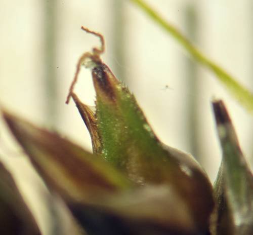 <i>Carex diandra</i> Schrank