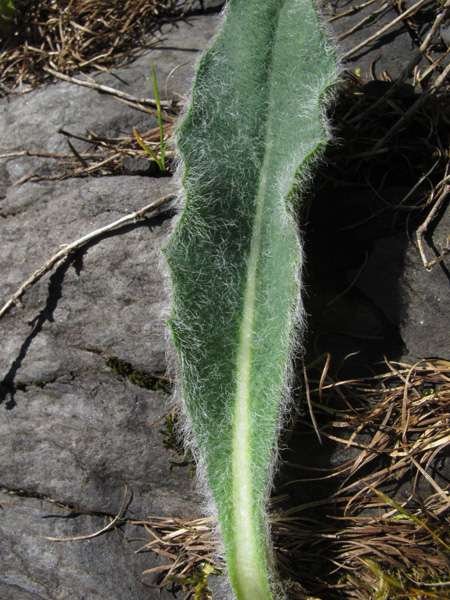 <i>Hieracium erioleucum</i> Zahn